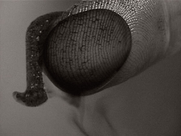 abc, Ann Hamilton (American, born 1956), Single-channel digital video, transferred from Beta tape, black-and-white, silent, 13 min.