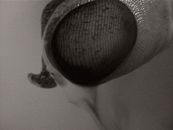 abc, Ann Hamilton (American, born 1956), Single-channel digital video, transferred from Beta tape, black-and-white, silent, 13 min.