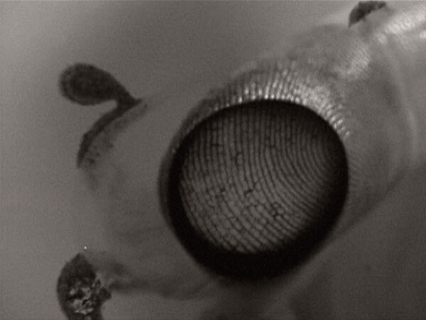 abc, Ann Hamilton (American, born 1956), Single-channel digital video, transferred from Beta tape, black-and-white, silent, 13 min.