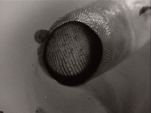 abc, Ann Hamilton (American, born 1956), Single-channel digital video, transferred from Beta tape, black-and-white, silent, 13 min.