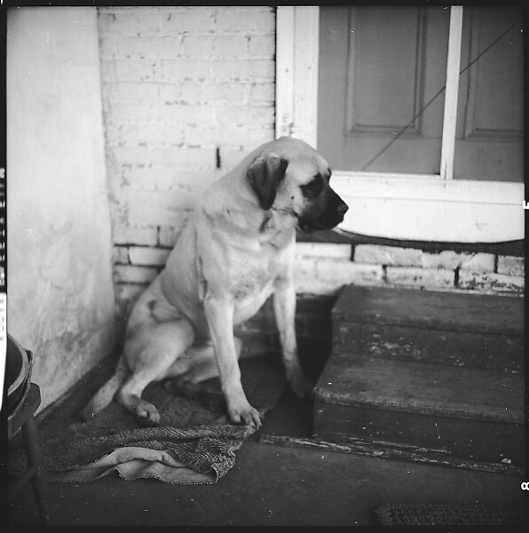 [179 Interior and Exterior Views of Mabry House, Allensville, Kentucky, and Portraits of Unidentified People Outdoors and on Horseback], Walker Evans (American, St. Louis, Missouri 1903–1975 New Haven, Connecticut), Film negative