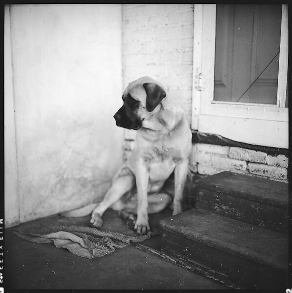 [179 Interior and Exterior Views of Mabry House, Allensville, Kentucky, and Portraits of Unidentified People Outdoors and on Horseback], Walker Evans (American, St. Louis, Missouri 1903–1975 New Haven, Connecticut), Film negative