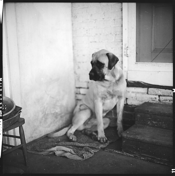 [179 Interior and Exterior Views of Mabry House, Allensville, Kentucky, and Portraits of Unidentified People Outdoors and on Horseback], Walker Evans (American, St. Louis, Missouri 1903–1975 New Haven, Connecticut), Film negative
