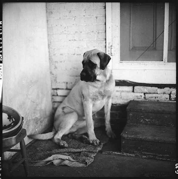 [179 Interior and Exterior Views of Mabry House, Allensville, Kentucky, and Portraits of Unidentified People Outdoors and on Horseback], Walker Evans (American, St. Louis, Missouri 1903–1975 New Haven, Connecticut), Film negative