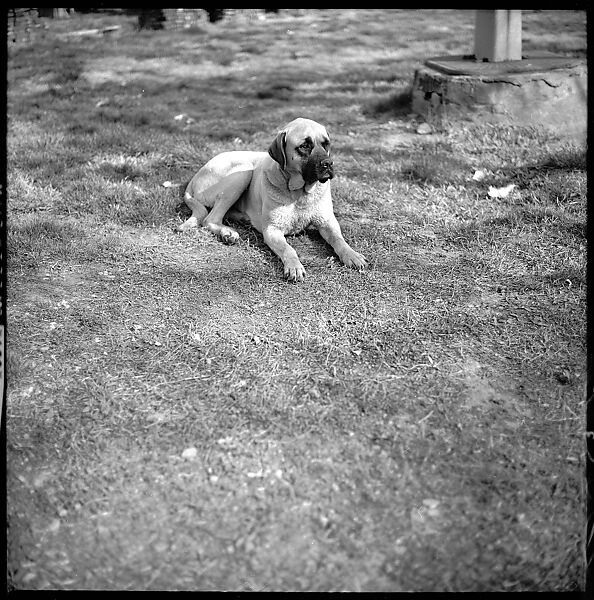 [179 Interior and Exterior Views of Mabry House, Allensville, Kentucky, and Portraits of Unidentified People Outdoors and on Horseback], Walker Evans (American, St. Louis, Missouri 1903–1975 New Haven, Connecticut), Film negative
