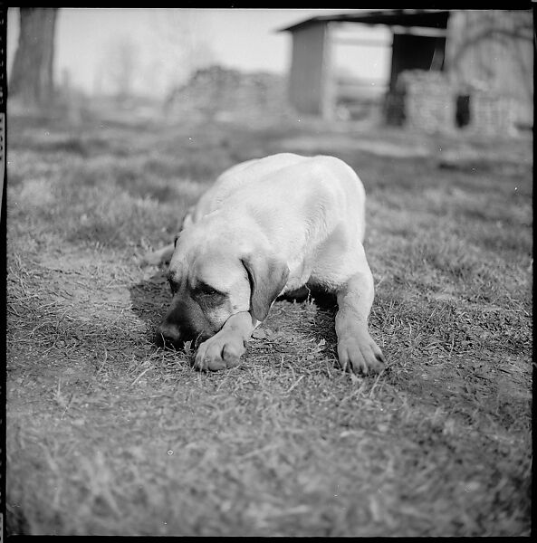 [179 Interior and Exterior Views of Mabry House, Allensville, Kentucky, and Portraits of Unidentified People Outdoors and on Horseback], Walker Evans (American, St. Louis, Missouri 1903–1975 New Haven, Connecticut), Film negative