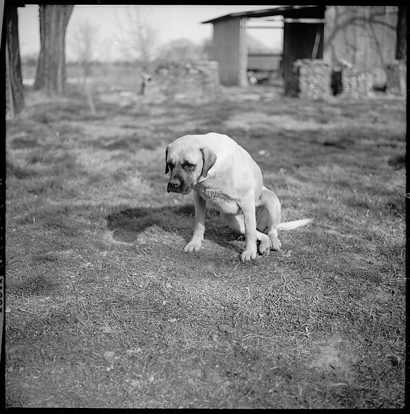 [179 Interior and Exterior Views of Mabry House, Allensville, Kentucky, and Portraits of Unidentified People Outdoors and on Horseback], Walker Evans (American, St. Louis, Missouri 1903–1975 New Haven, Connecticut), Film negative