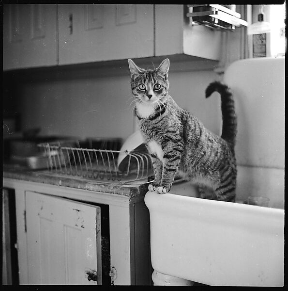 [12 Portraits of a Cat], Walker Evans (American, St. Louis, Missouri 1903–1975 New Haven, Connecticut), Film negative 