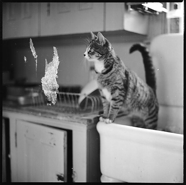 [12 Portraits of a Cat], Walker Evans (American, St. Louis, Missouri 1903–1975 New Haven, Connecticut), Film negative