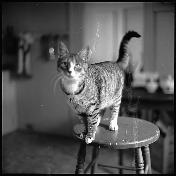 [12 Portraits of a Cat], Walker Evans (American, St. Louis, Missouri 1903–1975 New Haven, Connecticut), Film negative