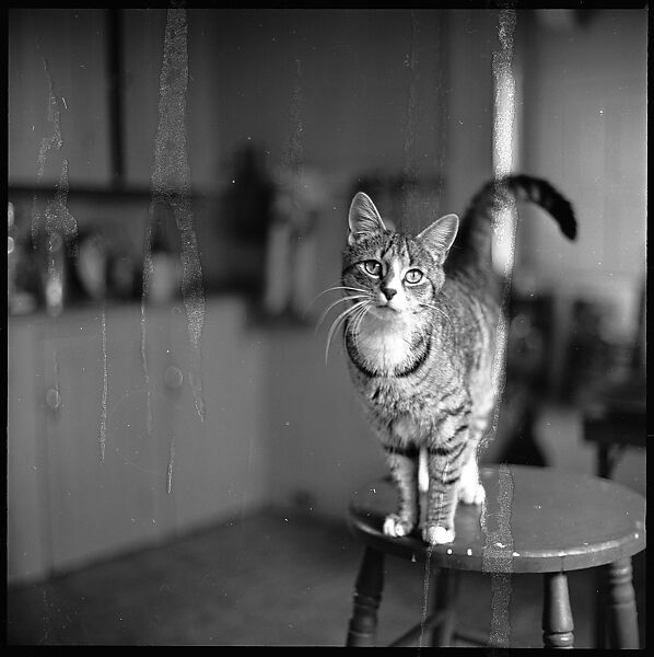 [12 Portraits of a Cat], Walker Evans (American, St. Louis, Missouri 1903–1975 New Haven, Connecticut), Film negative
