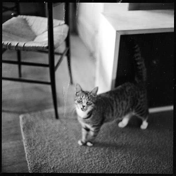 [12 Portraits of a Cat], Walker Evans (American, St. Louis, Missouri 1903–1975 New Haven, Connecticut), Film negative