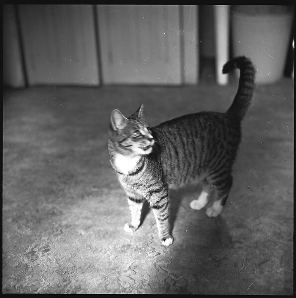[12 Portraits of a Cat], Walker Evans (American, St. Louis, Missouri 1903–1975 New Haven, Connecticut), Film negative
