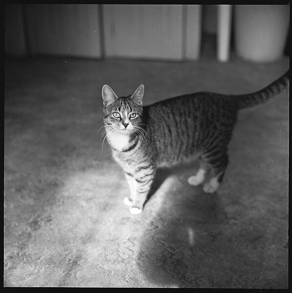 [12 Portraits of a Cat], Walker Evans (American, St. Louis, Missouri 1903–1975 New Haven, Connecticut), Film negative