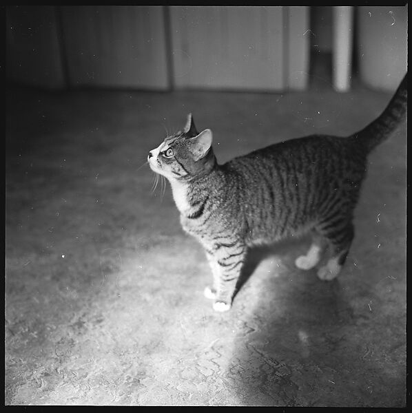 [12 Portraits of a Cat], Walker Evans (American, St. Louis, Missouri 1903–1975 New Haven, Connecticut), Film negative