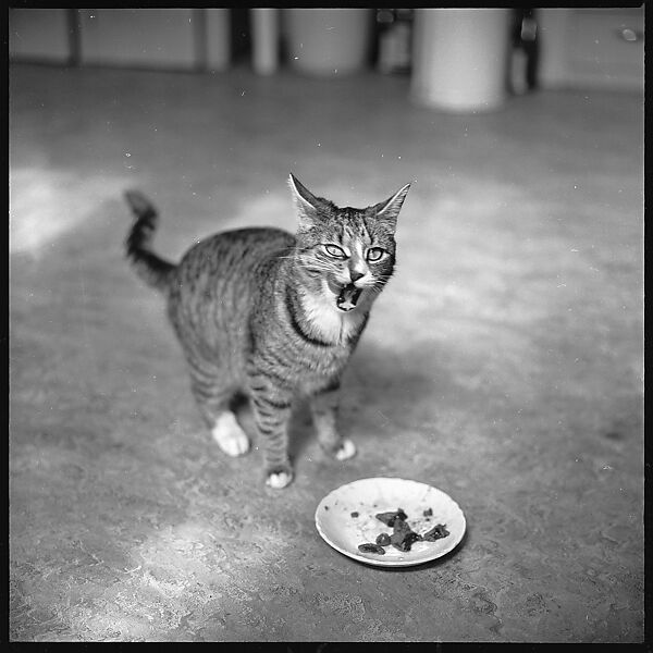 [12 Portraits of a Cat], Walker Evans (American, St. Louis, Missouri 1903–1975 New Haven, Connecticut), Film negative