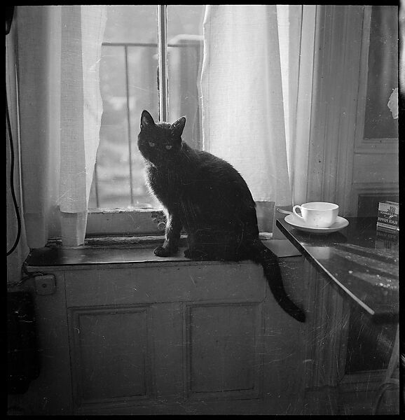 [18 Views of Cat and Fire Escapes, New York City], Walker Evans (American, St. Louis, Missouri 1903–1975 New Haven, Connecticut), Film negative