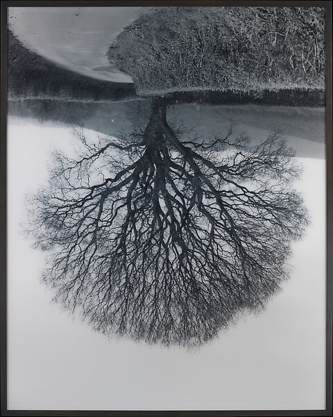 Welsh Oaks #1, Rodney Graham (Canadian, born Abbotsford, British Columbia, 1949), Chromogenic print 