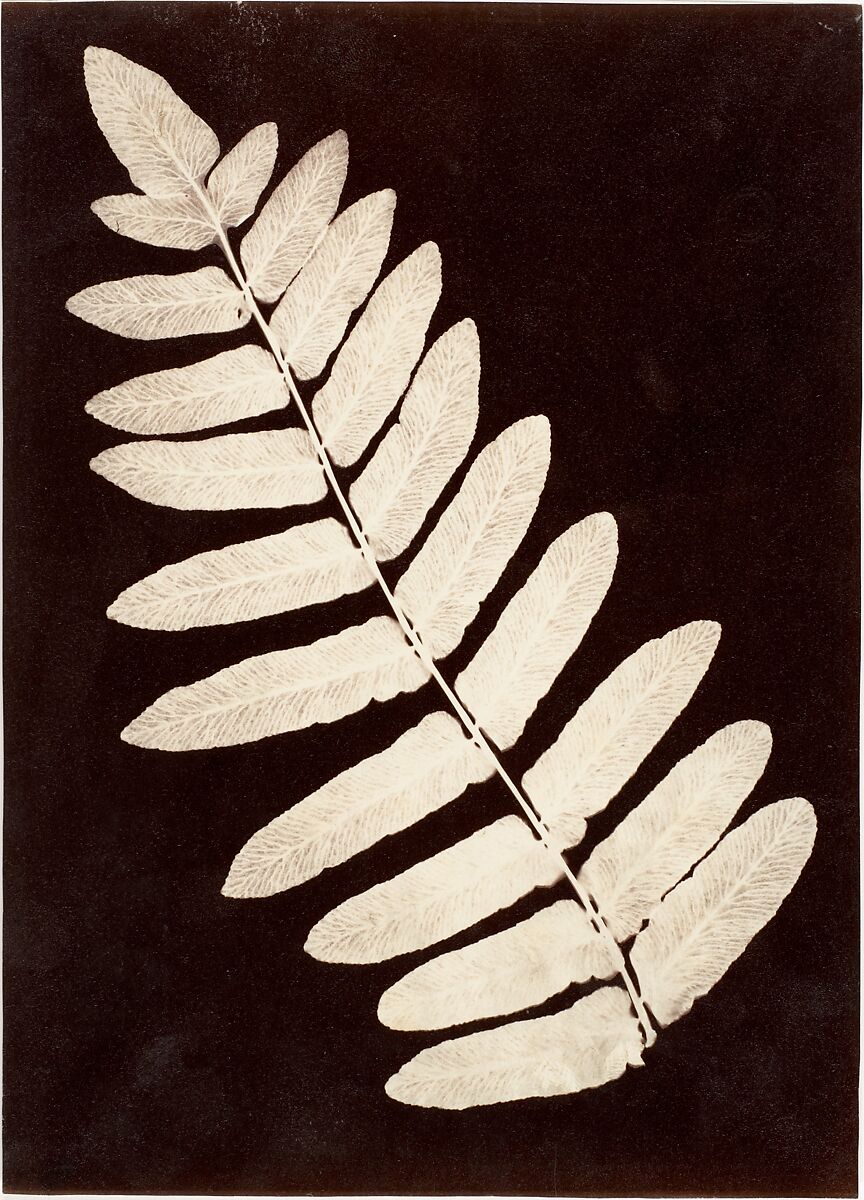 [Botanical Specimen: Fern], Unknown (British), Albumen silver print from glass negative 