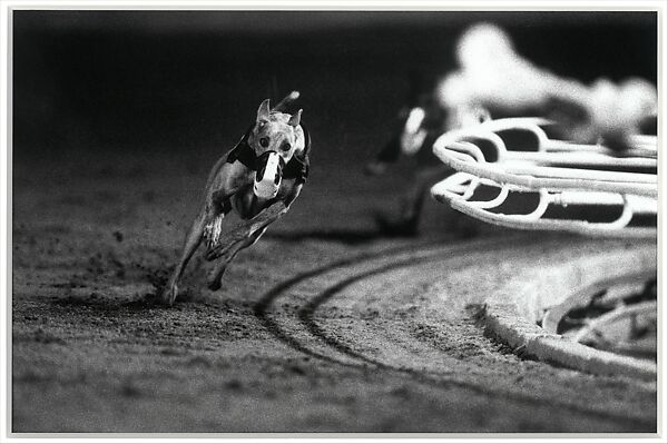 3 White (DG's Mr. Postman) Fourth Race, Phoenix Greyhound Park, Phoenix, Arizona, August 22, 1994, Christopher Williams (American, born 1956), Gelatin silver print 