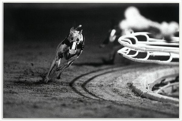 3 White (DG's Mr. Postman) Fourth Race, Phoenix Greyhound Park, Phoenix, Arizona, August 22, 1994