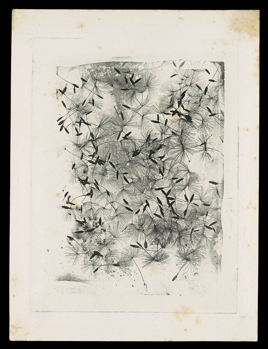 [Dandelion Seeds], William Henry Fox Talbot (British, Dorset 1800–1877 Lacock), Photogravure (photoglyphic engraving from a copper plate) 