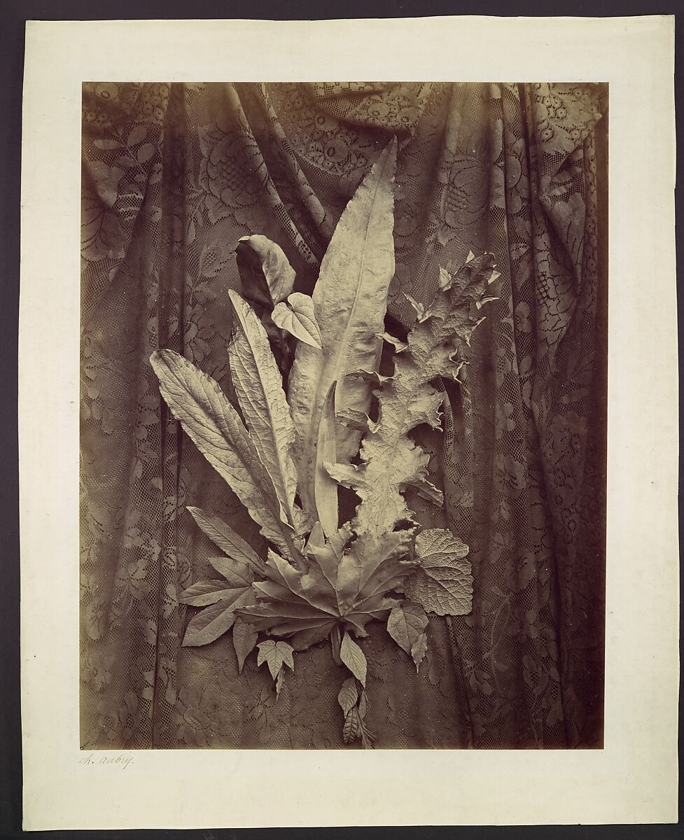 [Study of Leaves on a Background of Floral Lace], Charles Hippolyte Aubry (French, 1811–1877), Albumen silver print from glass negative 