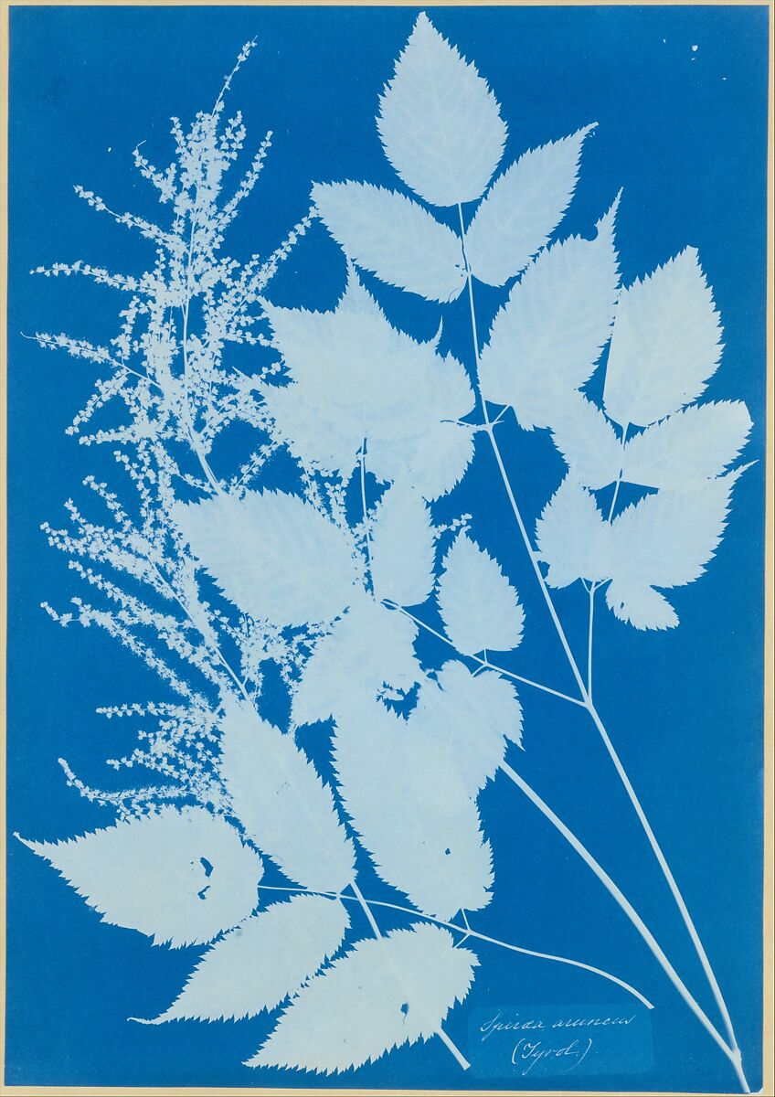 Spiraea aruncus (Tyrol), Anna Atkins (British, 1799–1871), Cyanotype 