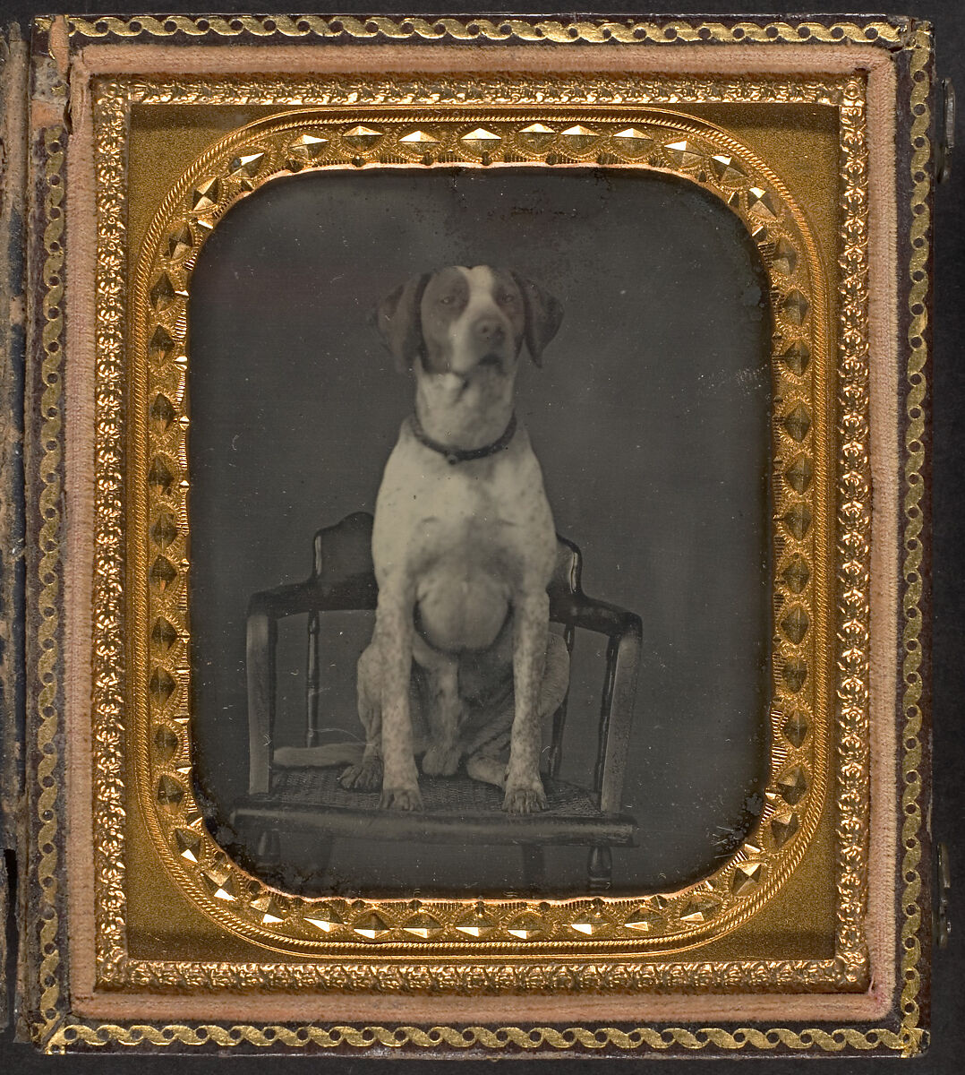 [Dog Posing for Portrait in Photographer's Studio Chair], Rufus Anson (American), Daguerreotype 