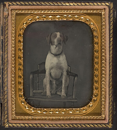 [Dog Posing for Portrait in Photographer's Studio Chair]