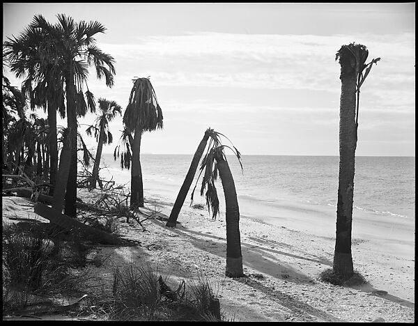 [Palm Trees on Beach, Florida], Walker Evans (American, St. Louis, Missouri 1903–1975 New Haven, Connecticut), Film negative 