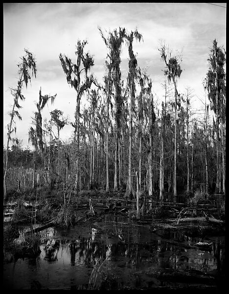 [Cypresses in Swamp, Florida], Walker Evans (American, St. Louis, Missouri 1903–1975 New Haven, Connecticut), Film negative 