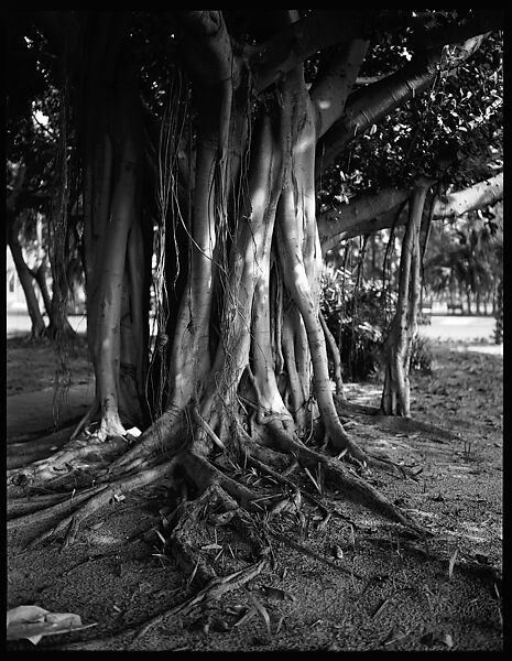 [Banyan Tree, Florida], Walker Evans (American, St. Louis, Missouri 1903–1975 New Haven, Connecticut), Film negative 