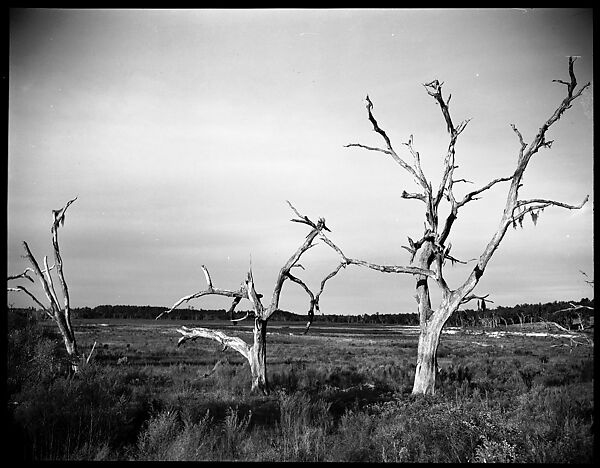 [Barren Trees, Florida], Walker Evans (American, St. Louis, Missouri 1903–1975 New Haven, Connecticut), Film negative 