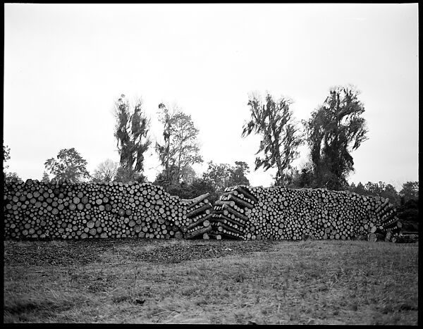 [Logging Landscape, Florida], Walker Evans (American, St. Louis, Missouri 1903–1975 New Haven, Connecticut), Film negative 