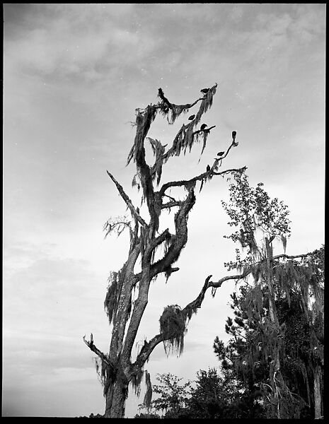 [Vultures Perched in Tree, Florida], Walker Evans (American, St. Louis, Missouri 1903–1975 New Haven, Connecticut), Film negative 