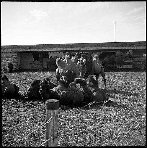 [Camels, Circus Winter Quarters, Sarasota, Florida]