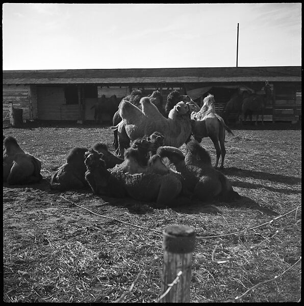[Camels, Circus Winter Quarters, Sarasota, Florida], Walker Evans (American, St. Louis, Missouri 1903–1975 New Haven, Connecticut), Film negative 