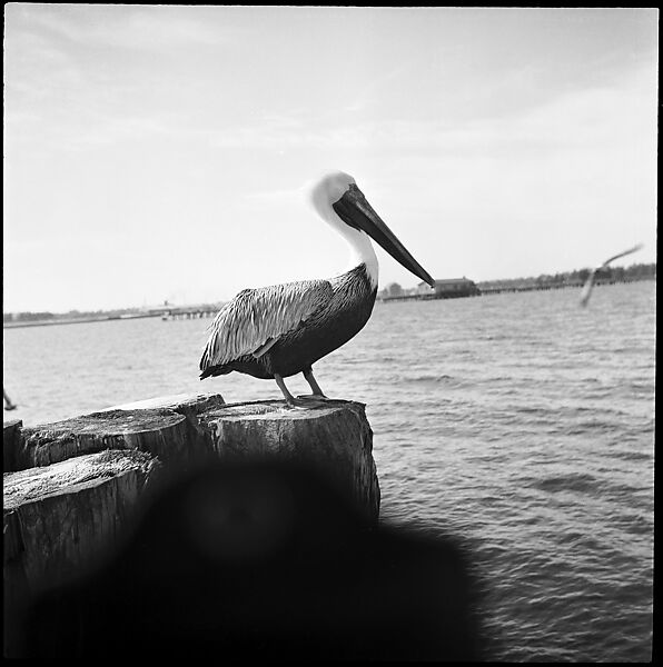 [Pelican, Florida], Walker Evans (American, St. Louis, Missouri 1903–1975 New Haven, Connecticut), Film negative 