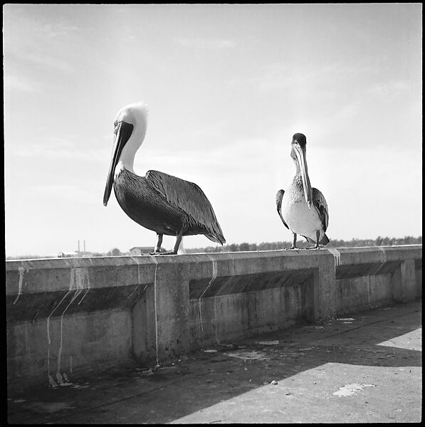 [Pelicans, Florida], Walker Evans (American, St. Louis, Missouri 1903–1975 New Haven, Connecticut), Film negative 