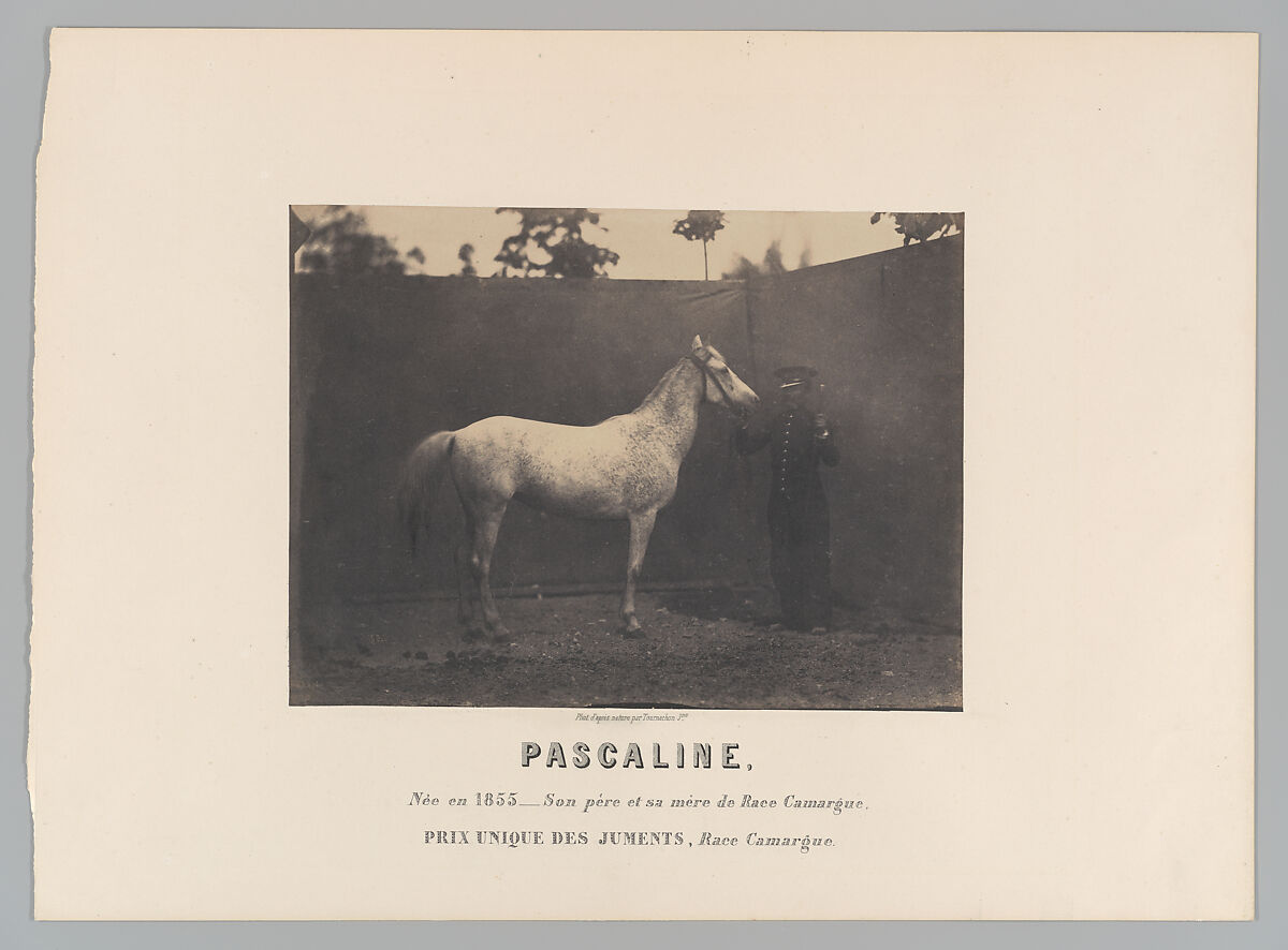 Pascaline, Adrien Tournachon (French, 1825–1903), Salted paper print or albumen print 