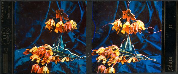 [Tulips], Auguste-Marie-Louis-Nicolas Lumière (French, Besançon 1862–1954 Lyon) and, Trichromie