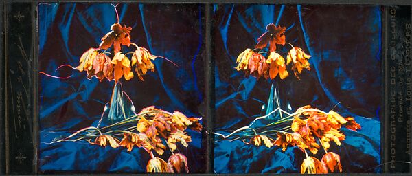 [Tulips], Auguste-Marie-Louis-Nicolas Lumière (French, Besançon 1862–1954 Lyon) and, Trichromie