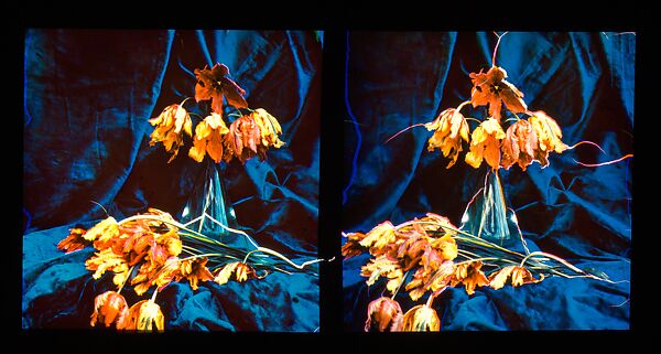 [Tulips]