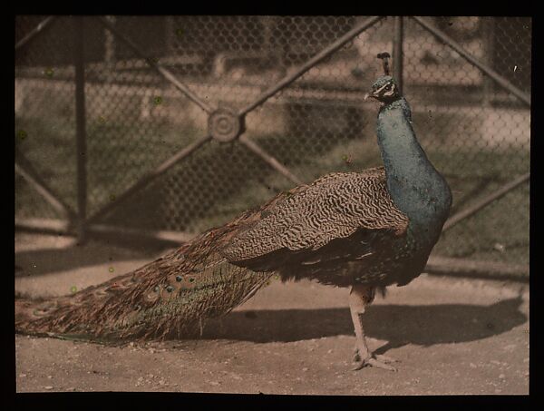[Peacock], Auguste-Marie-Louis-Nicolas Lumière (French, Besançon 1862–1954 Lyon) and, Autochrome 