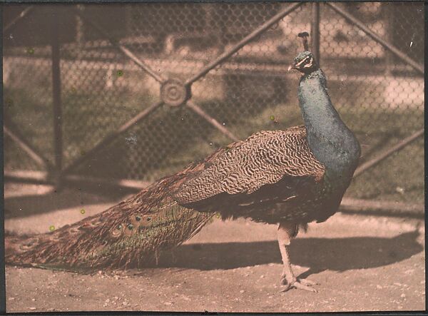 [Peacock], Auguste-Marie-Louis-Nicolas Lumière (French, Besançon 1862–1954 Lyon) and, Autochrome