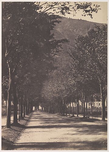 [Allée of Trees, Pau]