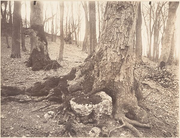 Parc de Saint-Cloud, Paris, Eugène Atget (French, Libourne 1857–1927 Paris), Matte albumen silver print from glass negative 