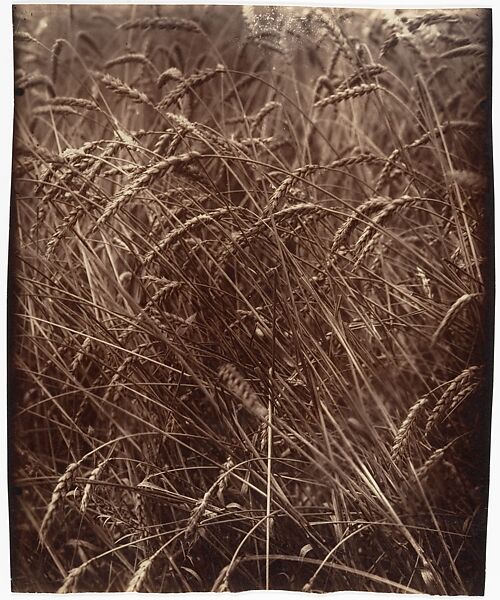 Blés, Eugène Atget (French, Libourne 1857–1927 Paris), Albumen silver print from glass negative 