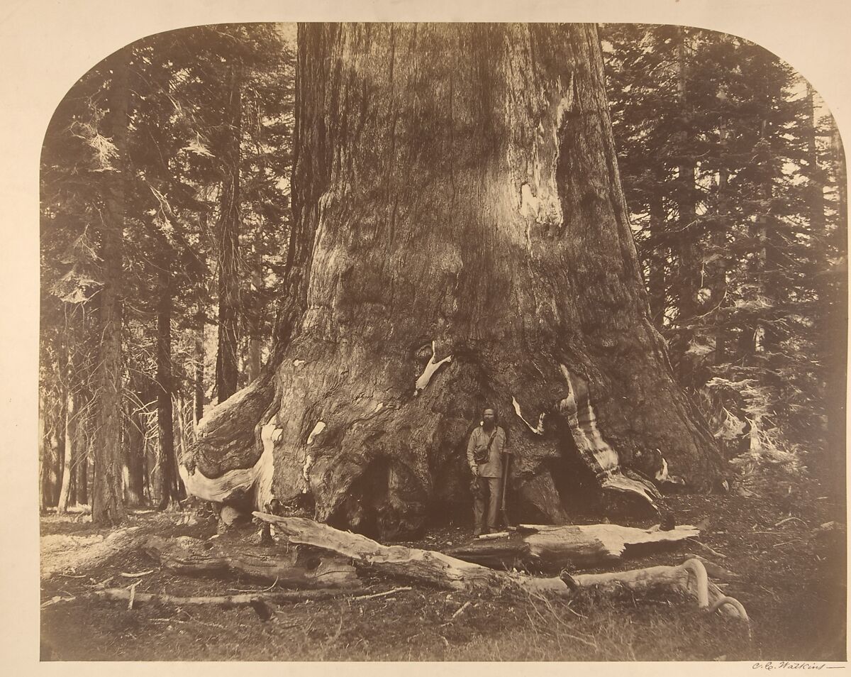 Section of the Grizzly Giant, Mariposa Grove, Yosemite, Carleton E. Watkins (American, 1829–1916), Albumen silver print from glass negative 